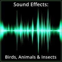 Sound Effects: Birds, Animals & Insects